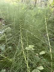 Equisetum