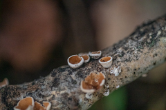 Schizophyllum amplum