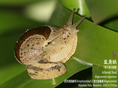 Megaustenia imperator