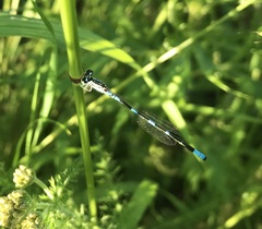 Coenagrion johanssoni
