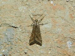 Diasemia monostigma