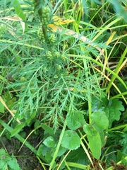 Artemisia biennis