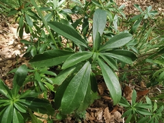 Daphne laureola