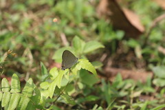 Hypolycaena erylus