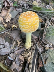 Amanita muscaria