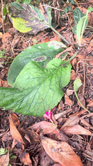 Lysichiton americanus