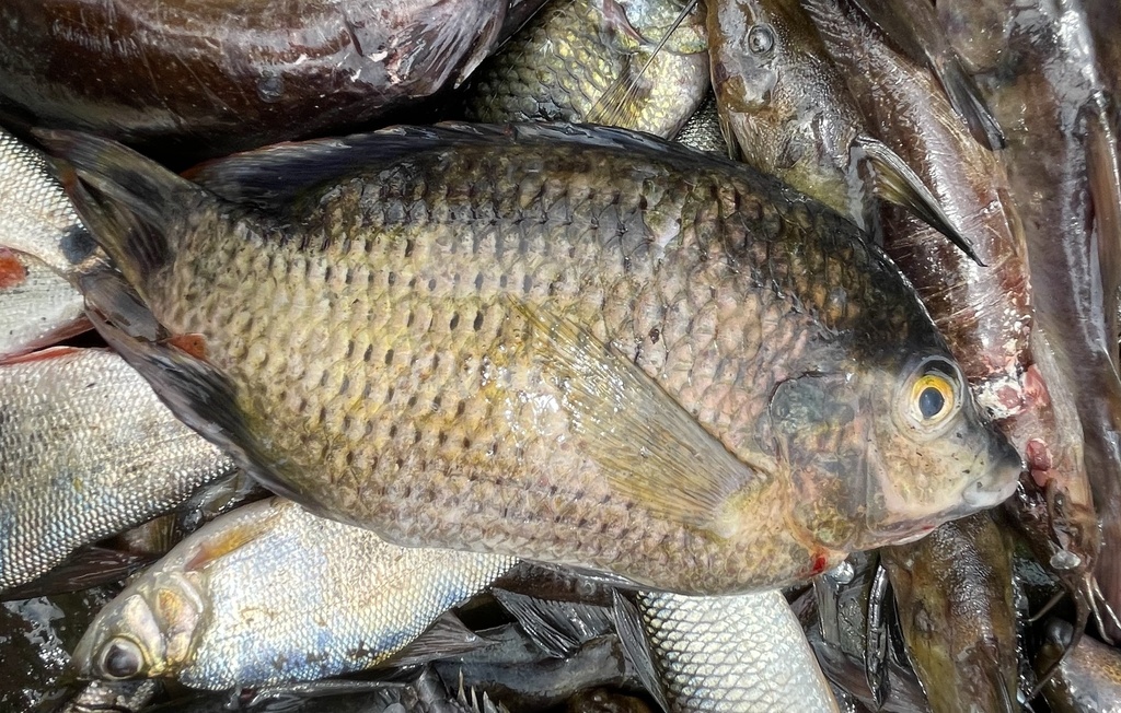Cabra tilapia (Pelmatolapia cabrae) — Cichlidae