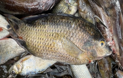 Cabra tilapia (Pelmatolapia cabrae) — Cichlidae