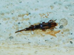 Brentidae
