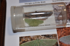 Phaiogramma faustinata