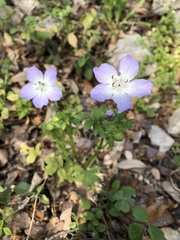 Nemophila