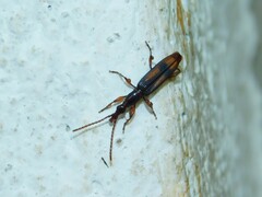 Brentidae