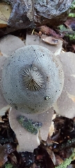 Geastrum pectinatum