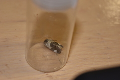 Acontia lucida