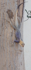 Agama agama