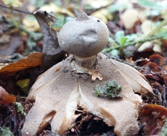 Geastrum pectinatum