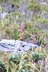 Watsonia tabularis