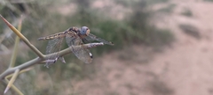 Palpopleura deceptor