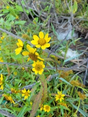 Bidens cernua