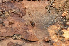 Myrmecophilus acervorum