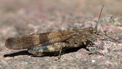 Oedipoda fuscocincta morini