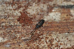 Uleiota planata