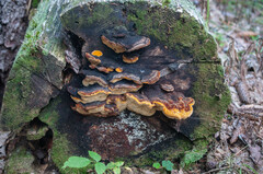 Gloeophyllum odoratum