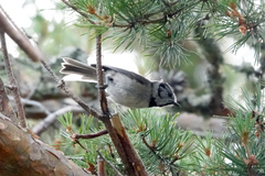 Lophophanes cristatus