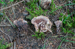 Hydnellum peckii