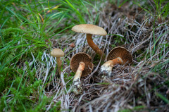 Cortinarius venetus