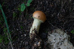 Cortinarius percomis
