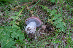 Cortinarius solis-occasus