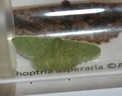 Phaiogramma faustinata