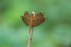 Neurothemis fulvia
