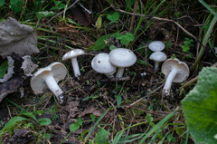 Leucocybe connata