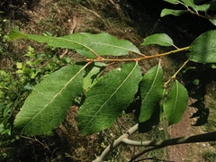 Salix caprea