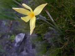 Bobartia gladiata