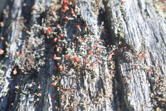 Cladonia cristatella