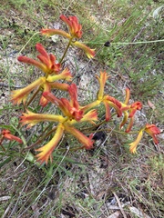 Anigozanthos humilis