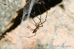 Psechrus senoculatus