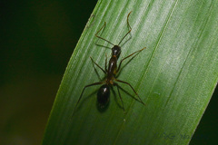 Camponotus carin