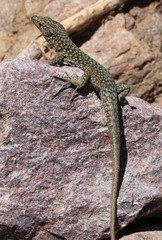 Archaeolacerta bedriagae