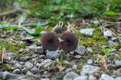 Cyanula