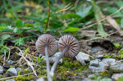 Cyanula