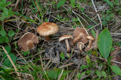 Hebeloma odoratissimum