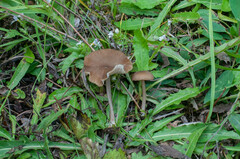 Cyanula