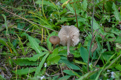 Cyanula