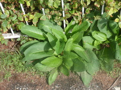 Symphytum officinale