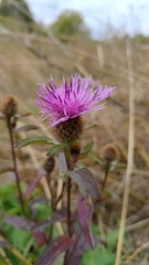Centaurea phrygia pseudophrygia