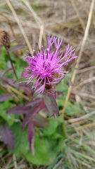Centaurea phrygia pseudophrygia